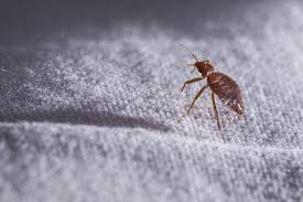 Truly nolen offers a free online estimate for its quarterly four seasons pest control service. The Cost Of Bed Bugs How To Remove Prevent Them In Your Home