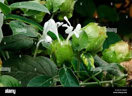 Image result for Barleria albostellata