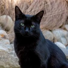 Ebru Sarpman Adli Kullanicinin Siyah Kedi Panosundaki Pin