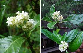 Image result for Psychotria