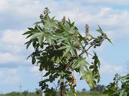 Image result for Ricinus