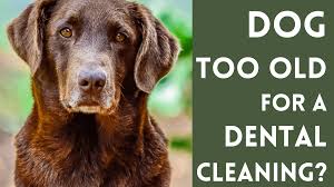 However, the truth is that dog teeth cleaning costs vary a ton depending on which veterinary clinics you visit and where you live. Is My Dog Too Old For A Dental Cleaning Pethelpful
