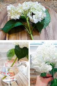 From planting to pruning and caring in between, here is the ultimate guide for your hydrangeas. How To Revive Wilted Hydrangeas South Lumina Style Fresh Flowers Arrangements Wilted Flowers Hydrangea Care