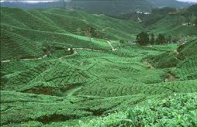 Ladang yang tidak diusahakan di malaysia. Eco Pertanian November 2016