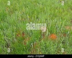 Image result for Helichrysum aureo-nitens