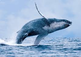 Ballena jorobada saltando en el océano Pacífico