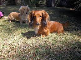 (<guntners miniature dachshunds breeding for excellence in conformation and temperament. Robin S Dachshund Nest Home