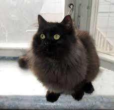 These felines have long and luxurious coats that are silky to the touch. Male Munchkin Black Longhair Topaz Cats New Cat Breed Facebook