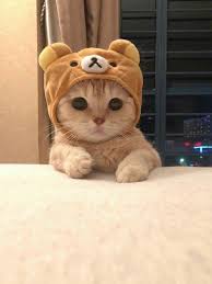 Adorable Kitten In 2020 Cute Cats And Kittens Cute Cats Cute Cat Wallpaper