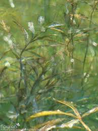 Image result for Potamogeton schweinfurthii