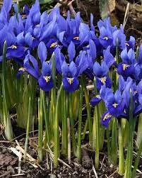 How To Grow An Care For Iris Reticulata And Iris Histrioides Dwarf Iris Bulb Varieties Dwarf Iris Iris Flowers Garden Bulbous Plants