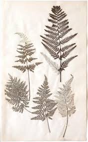 In 1829 the first ferns were grown indoors in foggy england in wardian case or terrarium globe. A Set Of Six 19th Century Pressed Ferns