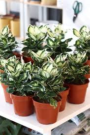 Image result for beautiful dieffenbachia