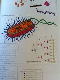 The Princeton Review Biology Coloring Workbook By Dr I Edward Alcamo Simple Black White Illustrations To Color Coloring Books Anatomy Coloring Book Biology