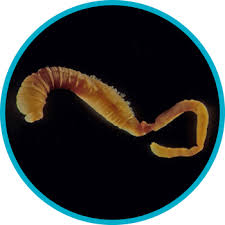 Image result for Aneilema arenicola