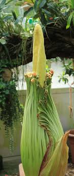 Der botanische garten hat deshalb heute noch bis ca. Freunde Und Forderer Des Botanischen Gartens Rombergpark E V Die Titanenwurz Blute David 2018