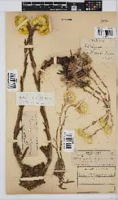 Image result for Helichrysum ellipticifolium