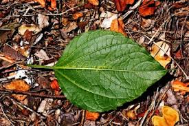 Image result for Clerodendrum tricholobum