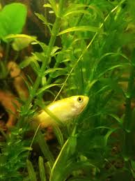 How To Take Care Of Baby Platy Fish: 9 Steps (With Pictures)