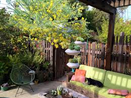 Image result for Acacia podalyriifolia