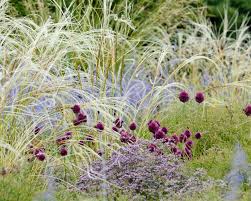 Wenn sich diese grazilen, silbrig schimmernden blüten über den schmalen blättern im wind wiegen, ist das ein zauberhafter anblick. Reiherfedergras Tipps Zur Pflanzung Und Pflege Mein Schoner Garten