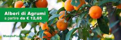 I fiori sono molto belli, i colori sono diversi: Vendita Piante Online Per Casa E Giardino Vivaio Online Mondo Piante