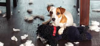 Maybe you would like to learn more about one of these? How To Stop Dogs From Chewing Dog Puppy Training Blog Animal League
