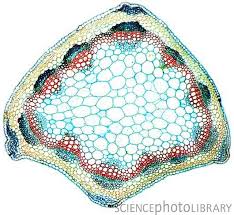 We did not find results for: Clover Plant Stem Light Microscope Dr Keith Wheeler Science Photo Library Microscopic Photography Plant Cell Bio Art