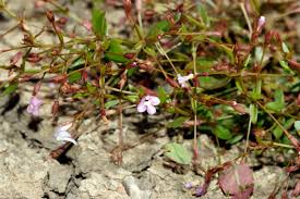 Image result for Linderniella