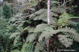 Image result for Cyathea mossambicensis