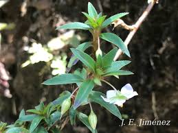 Image result for Sauvagesia