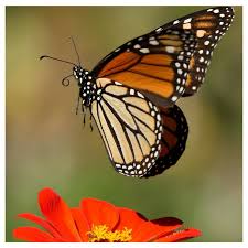 Winter Sowing Milkweed Seeds Part 1 Supply Checklist Monarch Butterfly Garden Beautiful Butterflies Monarch Butterfly
