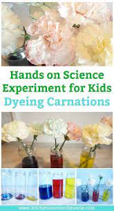 Cool Coloring Carnations Science Experiment For Kids Science Experiments Kids Science Experiments Science Activities For Kids