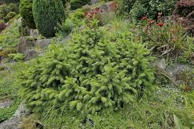 Image result for Nelsonia smithii