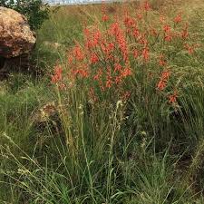 Image result for Aloe zebrina
