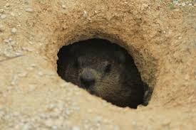 Create vibrations in the ground to scare them away. How To Get Rid Of A Groundhog Dengarden