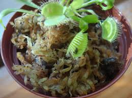 Today i finally caught my venus fly trap in the act, or rather caught this snap of the bug relaxing on the trap. Fruit Fly Problem I M Your Venus Flytrap Hot Cheap Easy