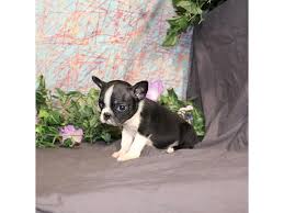 $800.00 1 male and 2 females. Boston Terrier Dog Male Black White 1845329 My Next Puppy