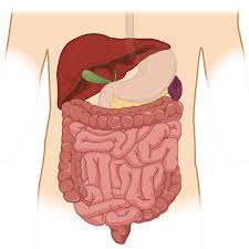 Over 1,425 female abdominal organs pictures to choose from, with no signup needed. Abdomen And Pelvis 3d Interactive Anatomy Tutorials