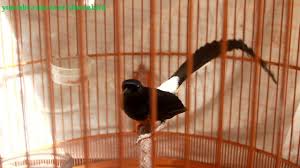 Jenis murai di lihat dari pola bulu ekor agar panjenengan semua tidak tertipu saat membeli murai batu monggo disimak cara membedakan jenis murai batu dari pola bulu ekor. Murai Batu Ekor Panjang Tembakan Mewah By Dunia Burung