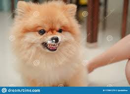 When autocomplete results are available use up and down arrows to review and enter to select. Pomeranian Toy Dog Breeds Pasteurinstituteindia Com