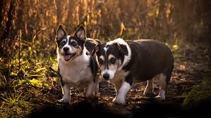 All training sessions take place at the training center. Puppy Programs The Structured Canine