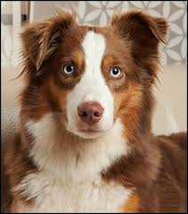 Australian Shepherd Black And White And Brown Blue Eyed Brown Tri Aussie Australian Shepherd Colors Australian Shepherd Puppies