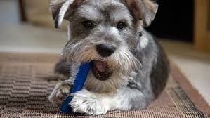 Tipos de schnauzer