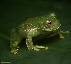 Image result for Chenolea