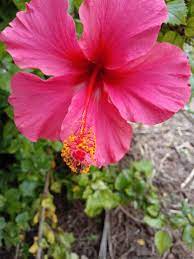 Hibiscus Rosa Sinensis Known Colloquially As Chinese Hibiscus China Rose Hawaiian Hibiscus Rose Mallow And Shoeb Hibiscus Rosa Sinensis China Rose Hibiscus