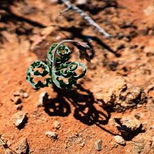 Image result for Dipcadi platyphyllum