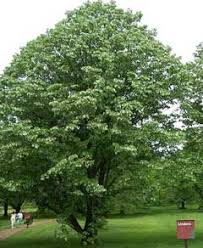 Image result for Tiliacora funifera