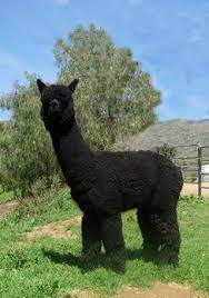 Alpaca Details Alpaca Stuffed Animal Melanistic Animals Llama Pictures