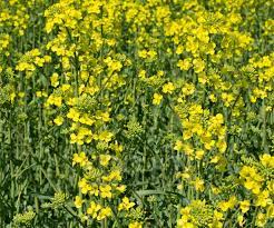 Canola Oil Plant Plants Oil Plant Canola Oil